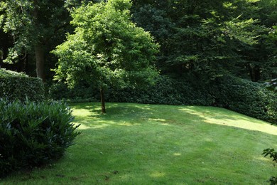 Photo of Beautiful lawn with green grass and bushes outdoors