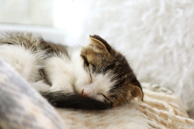 Photo of Adorable little kitten sleeping on blanket indoors, closeup