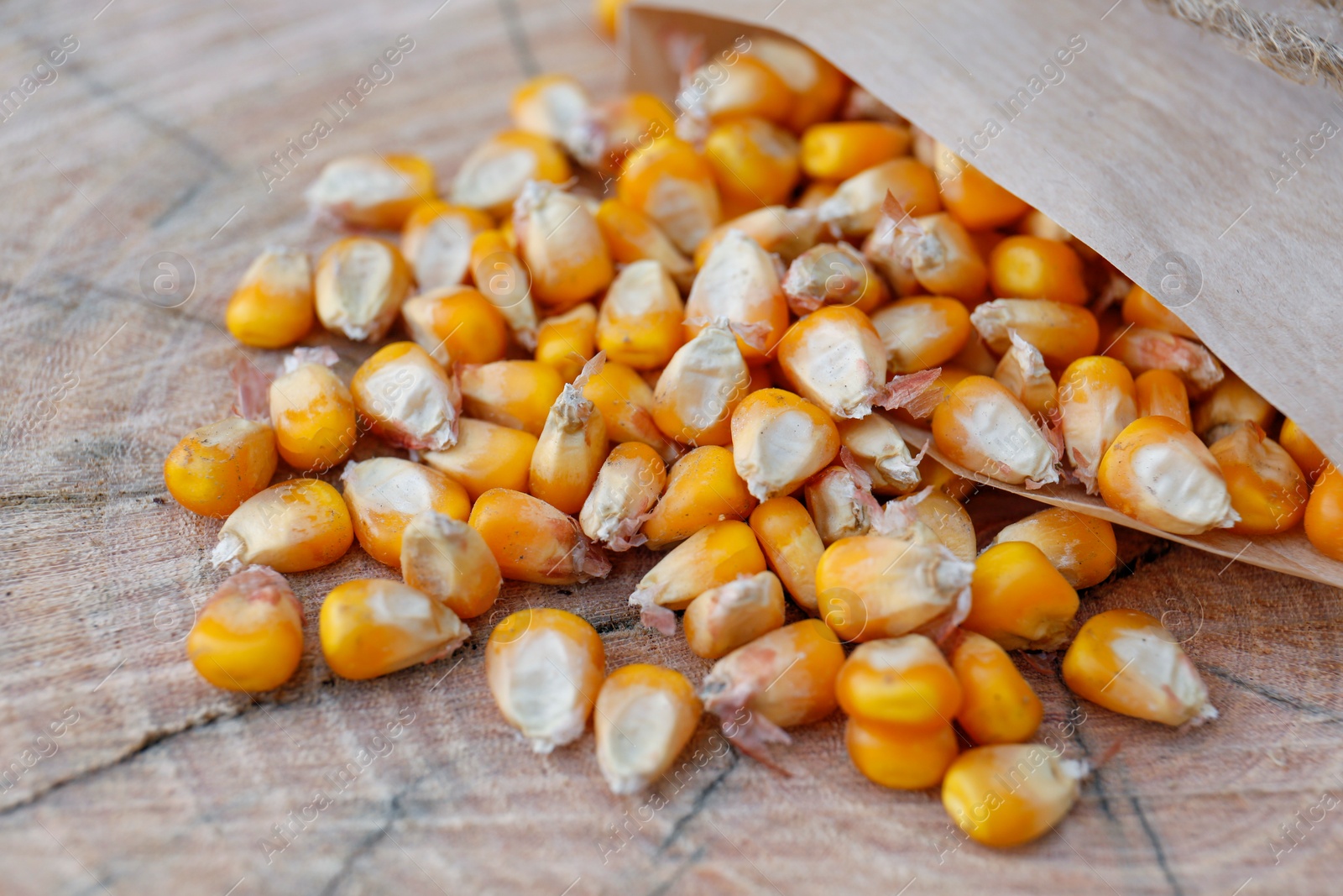 Photo of Paper bag with corn seeds on wooden background, closeup. Vegetable planting