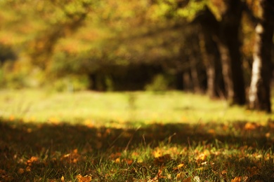 Photo of Beautiful view of autumn foliage on grass. Space for text