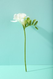 Photo of Beautiful white freesia flower on turquoise background