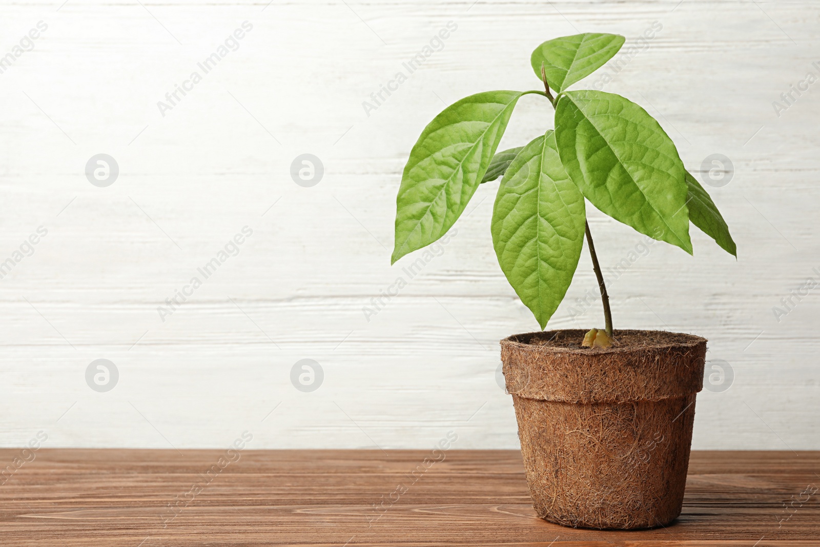 Photo of Young avocado sprout with leaves in peat pot on table against white wooden background. Space for text