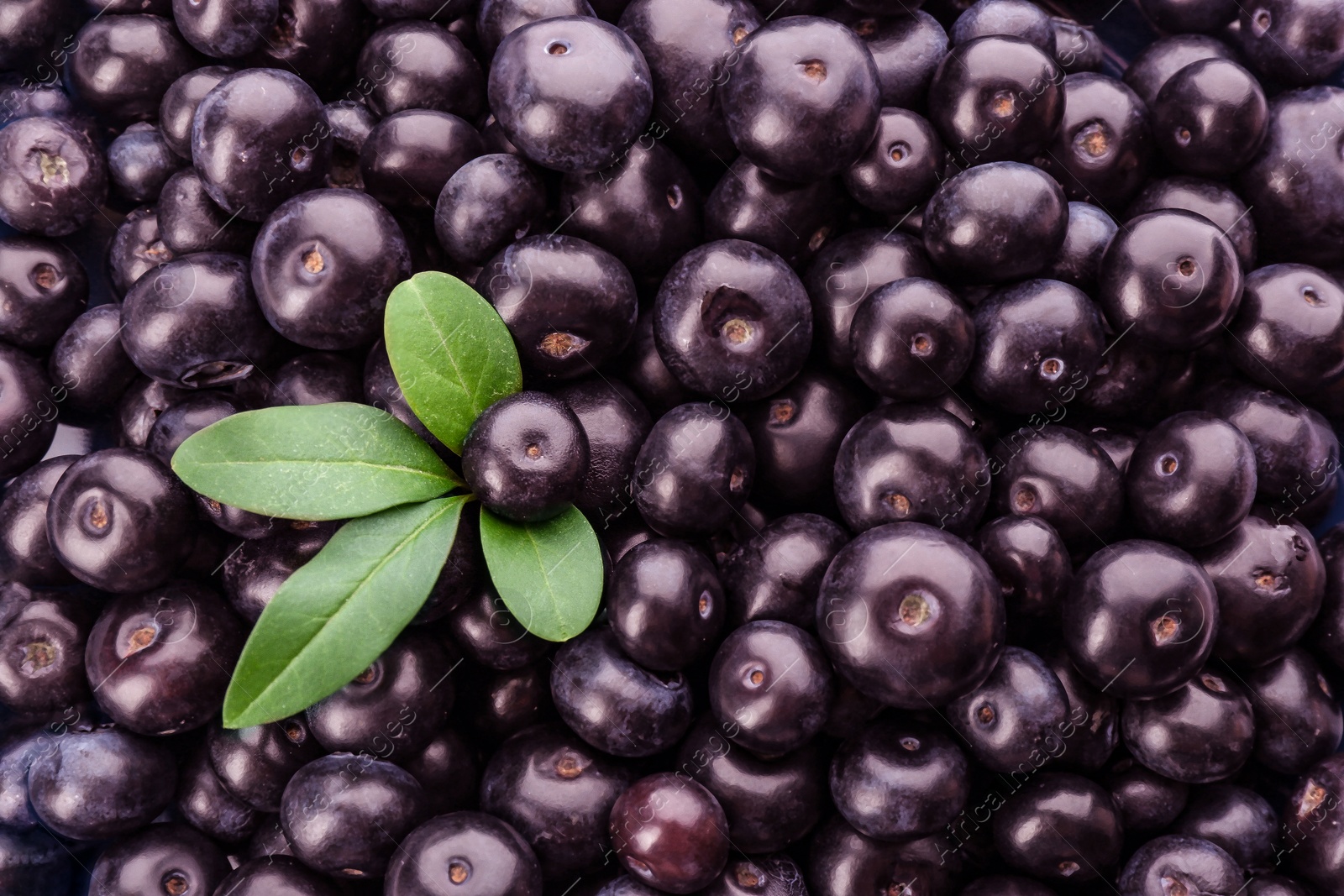 Photo of Fresh ripe acai berries as background, closeup