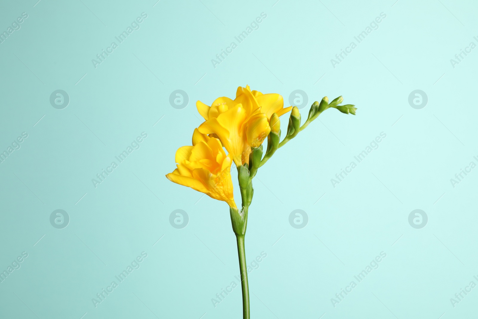 Photo of Beautiful blooming yellow freesia on light blue background