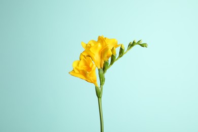 Photo of Beautiful blooming yellow freesia on light blue background