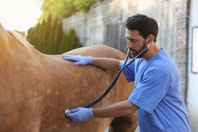 Photo of Veterinarian listening to horse with stethoscope outdoors. Pet care