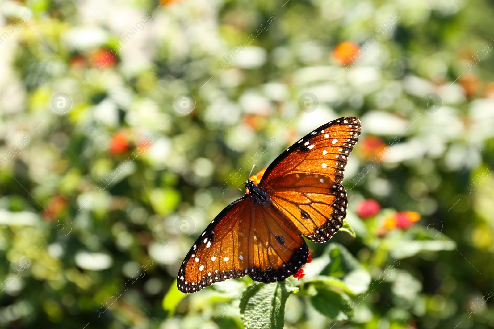 Photo of Beautiful orange Monarch butterfly on plant outdoors, space for text