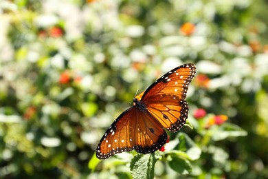Beautiful orange Monarch butterfly on plant outdoors, space for text