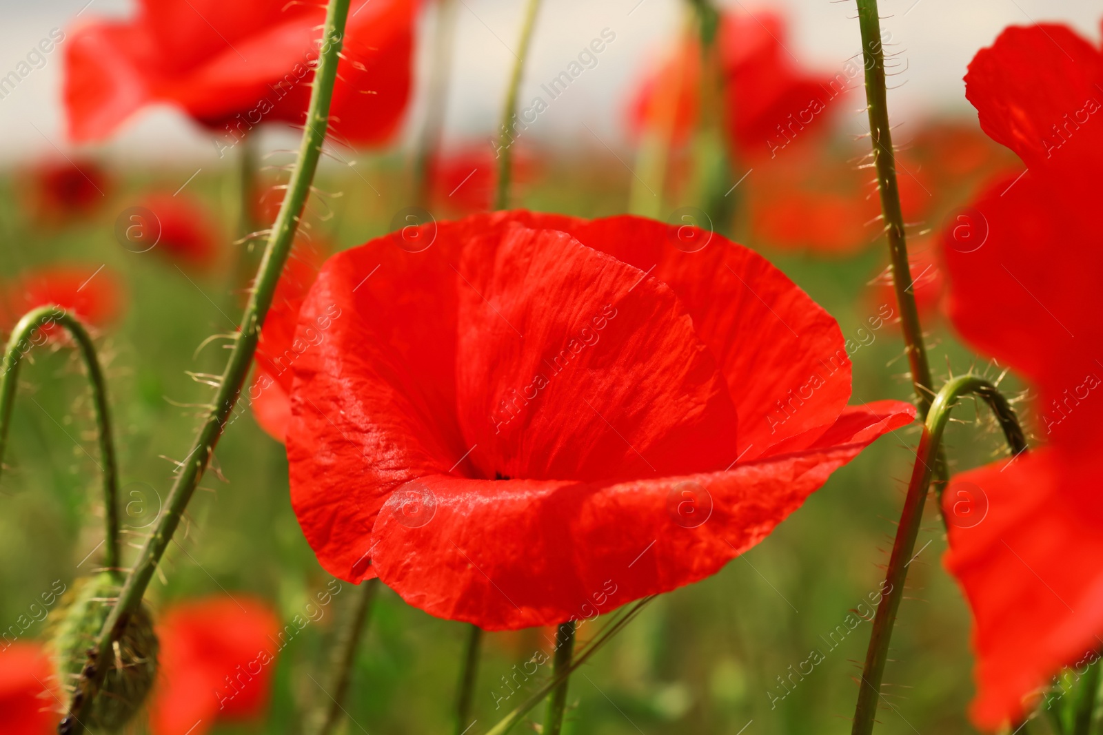 Photo of Beautiful red poppy flower growing in field, closeup