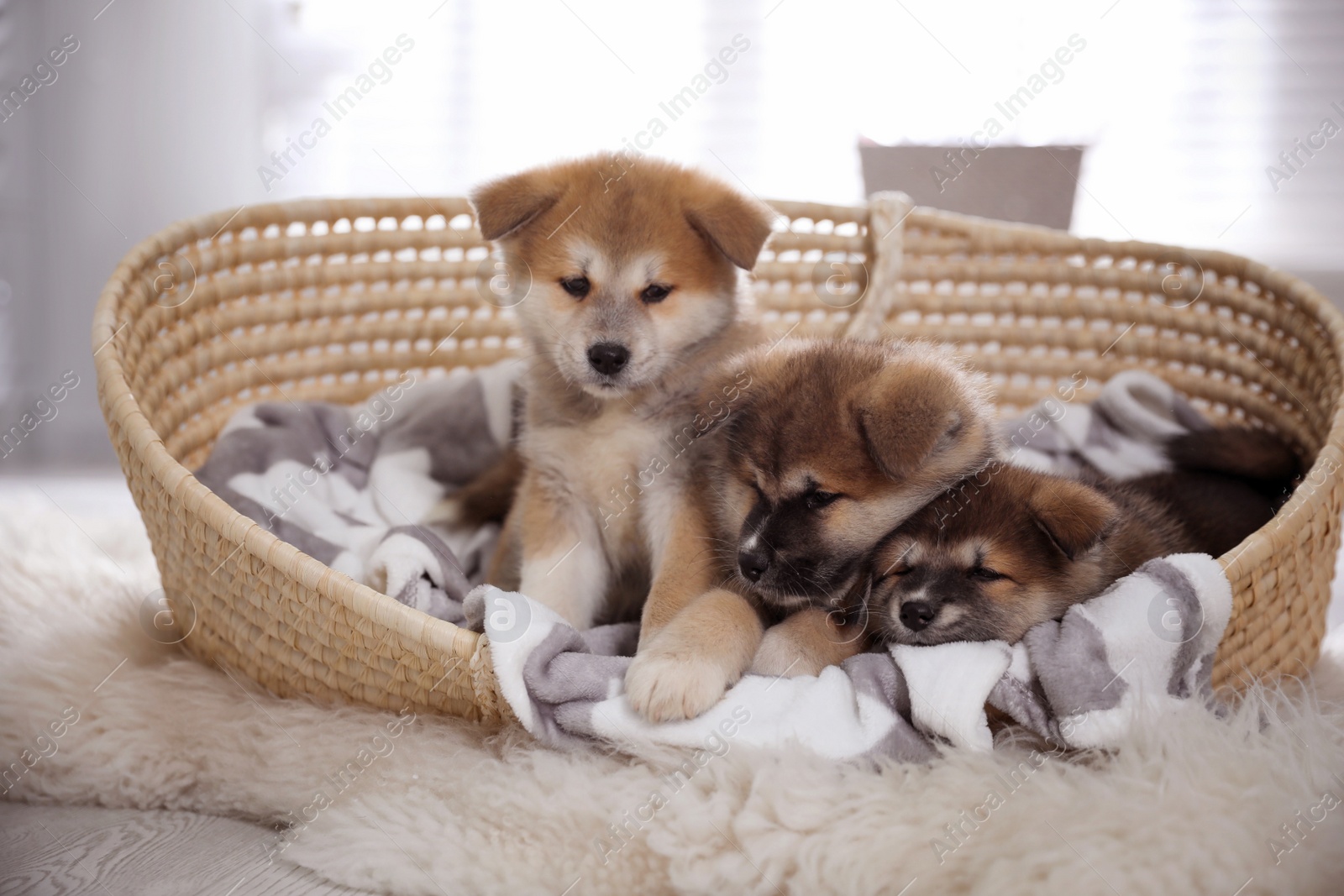 Photo of Adorable Akita Inu puppies in dog bed indoors