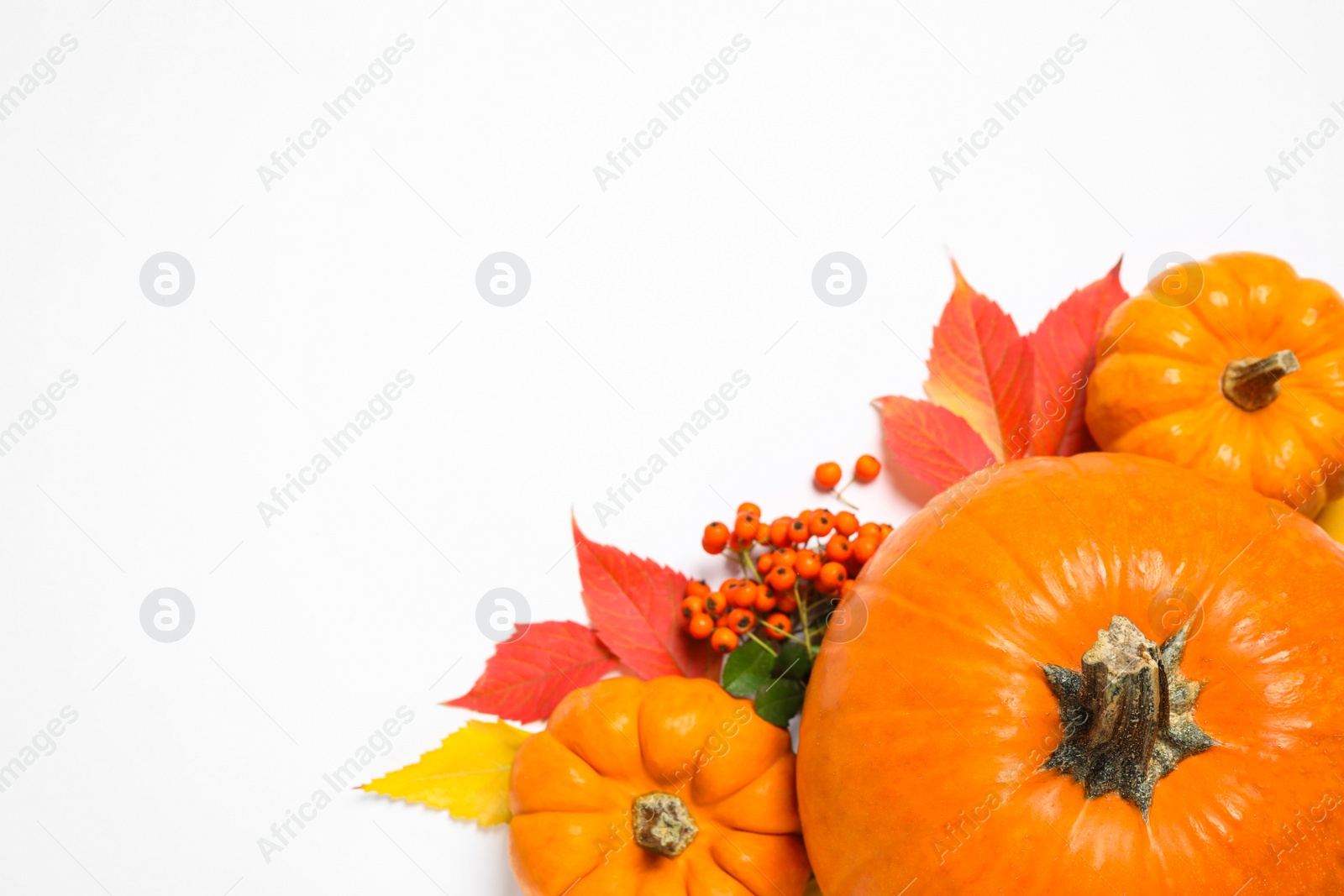 Photo of Flat lay composition with ripe pumpkins and autumn leaves on white background, space for text. Happy Thanksgiving day