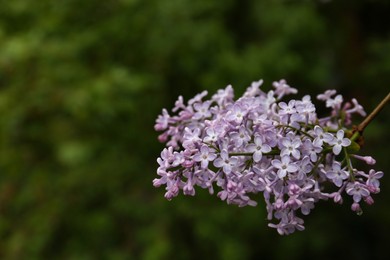 Beautiful lilac flowers on blurred background, closeup. Space for text