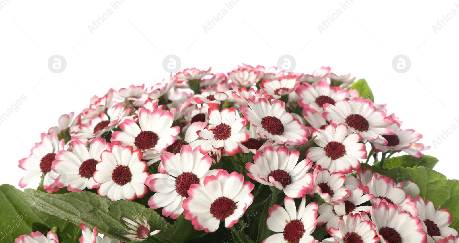 Photo of Beautiful cineraria flowers on white background, closeup