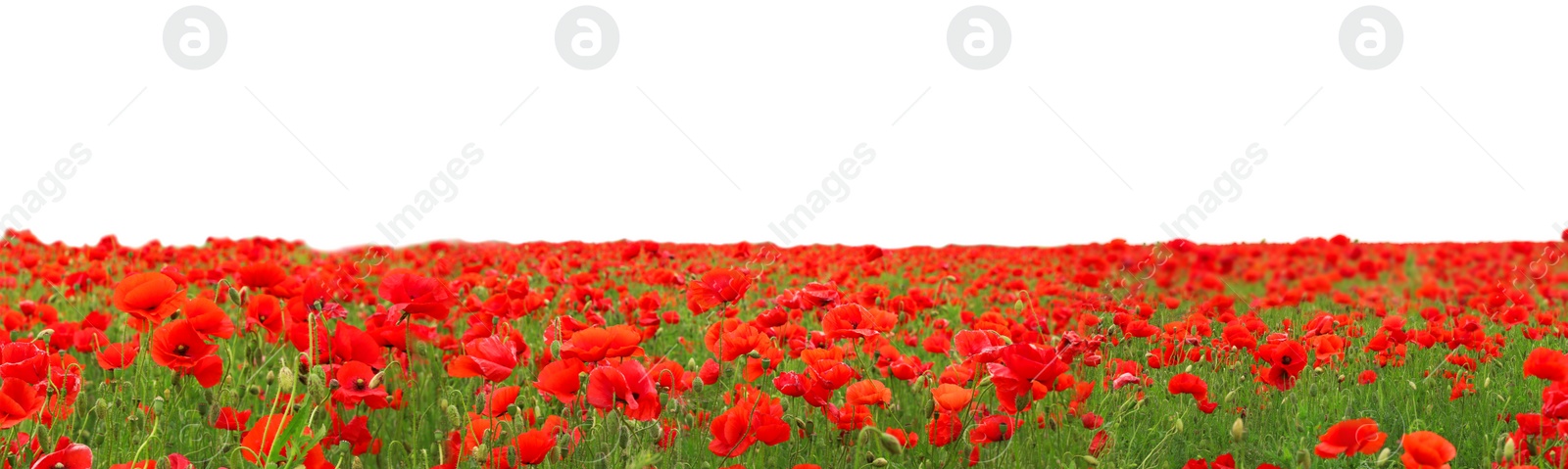 Image of Beautiful red poppy flowers growing in field on white background. Banner design