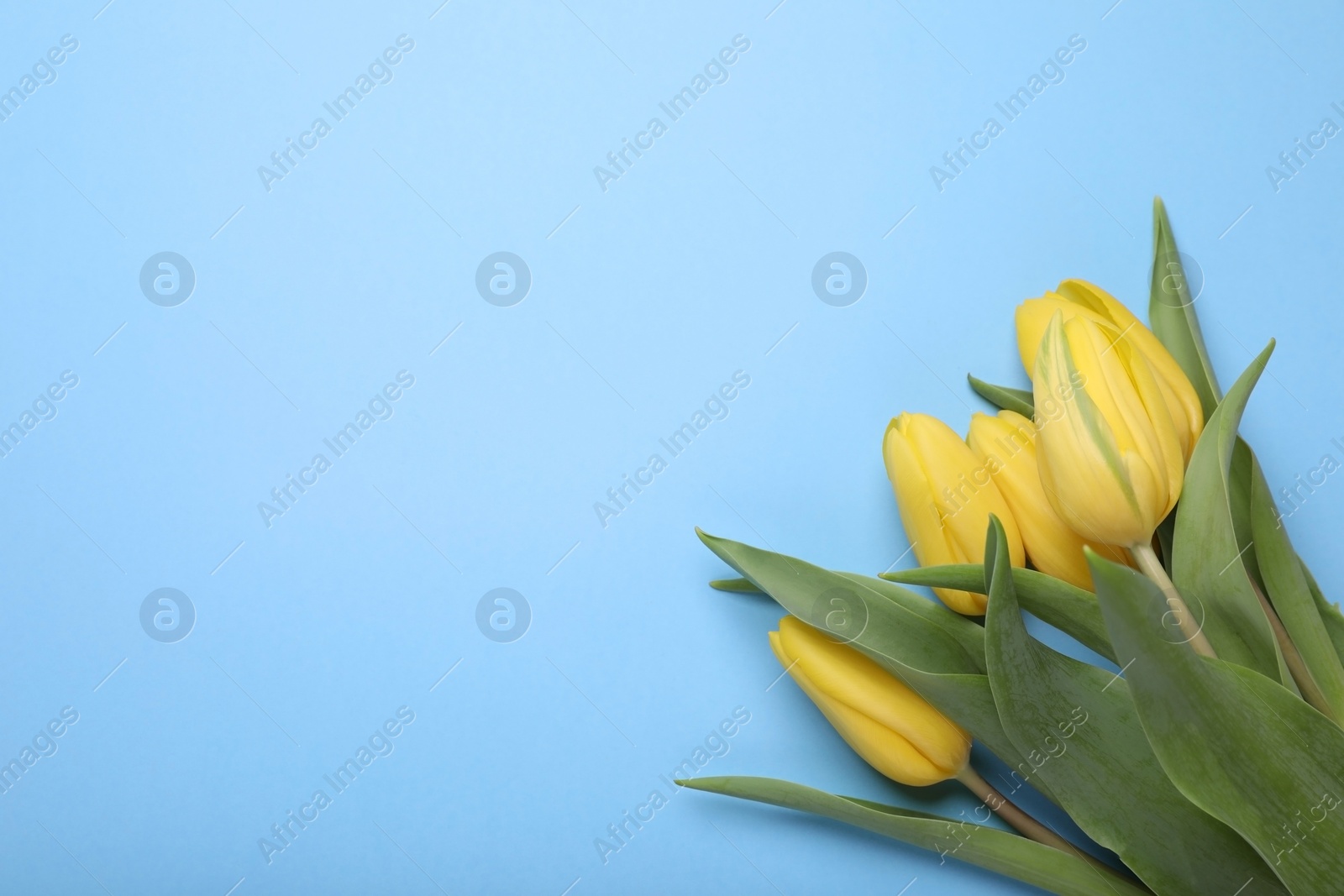 Photo of Beautiful yellow tulips on light blue background, flat lay. Space for text