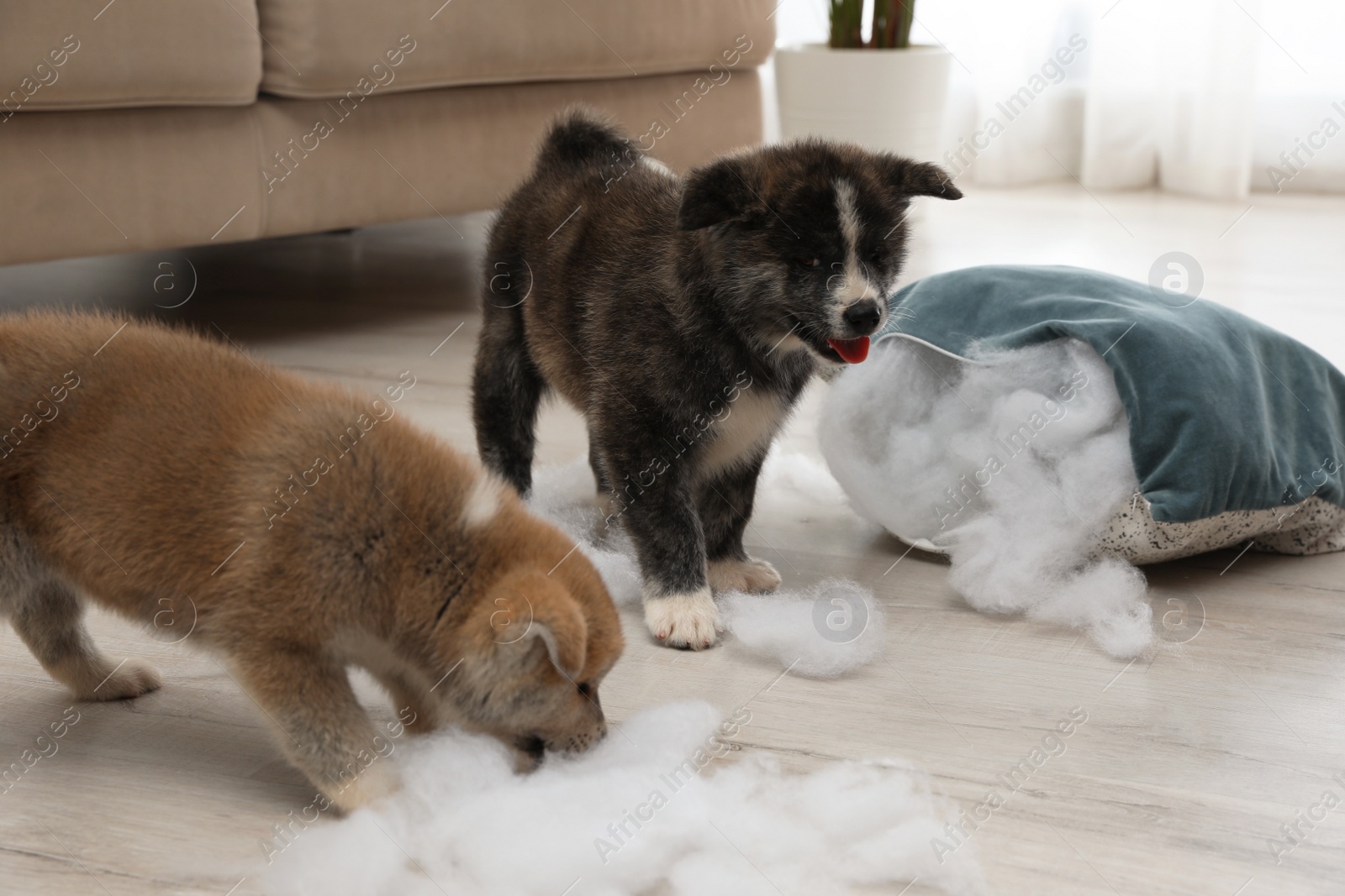 Photo of Cute Akita inu puppies playing with ripped pillow filler indoors. Mischievous dogs