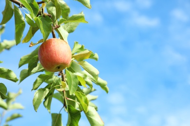 Photo of Tree branch with ripe apple against blue sky
