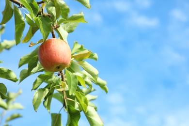 Tree branch with ripe apple against blue sky