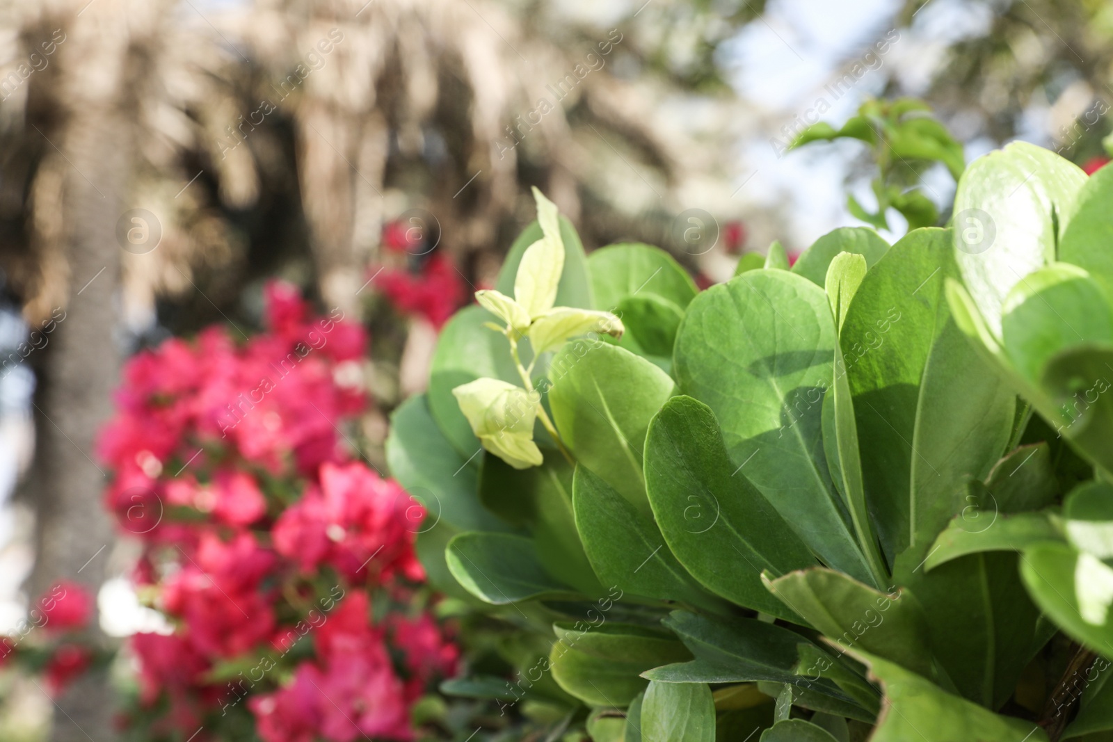 Photo of Beautiful exotic plant on blurred background