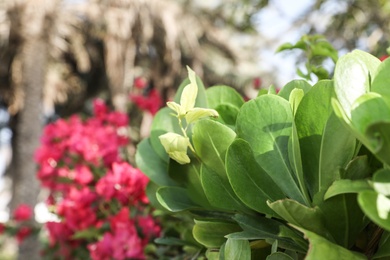 Photo of Beautiful exotic plant on blurred background