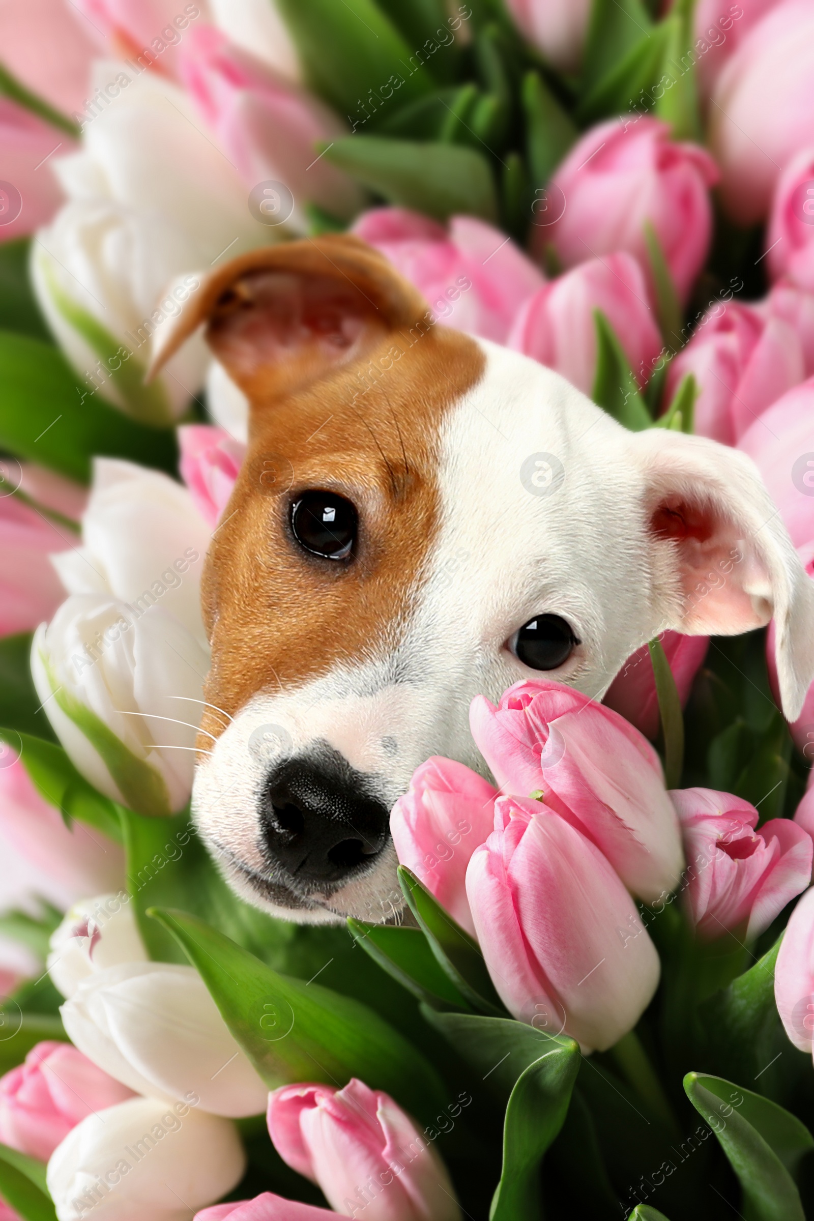 Image of Adorable Jack Russel terrier surrounded by beautiful tulips. Spring mood