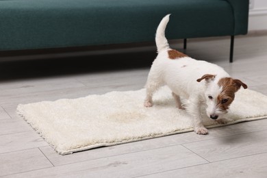 Photo of Cute dog near wet spot on rug indoors. Space for text