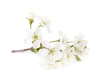 Spring branch with beautiful blossoms and leaves isolated on white