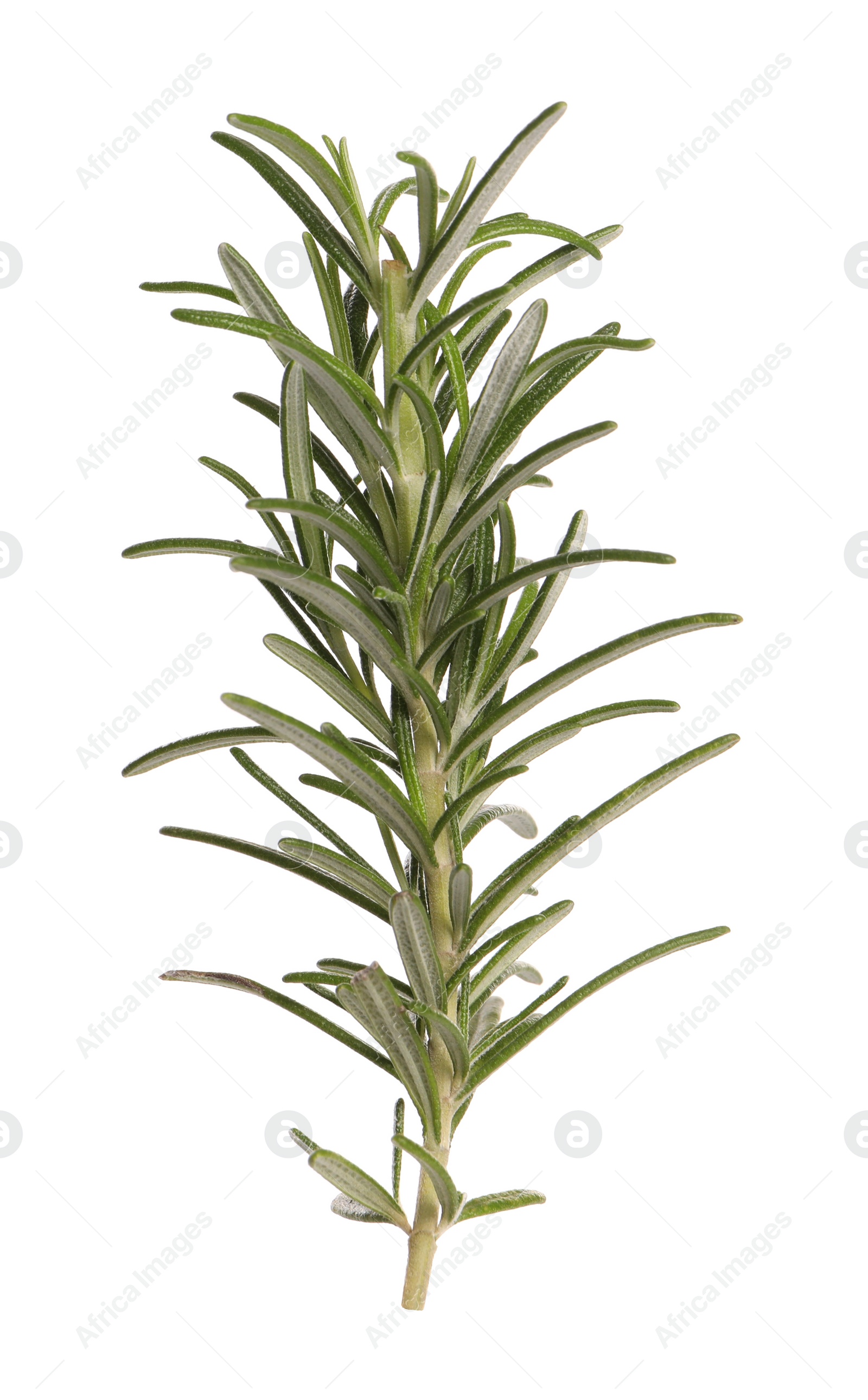 Photo of Sprig of fresh rosemary isolated on white