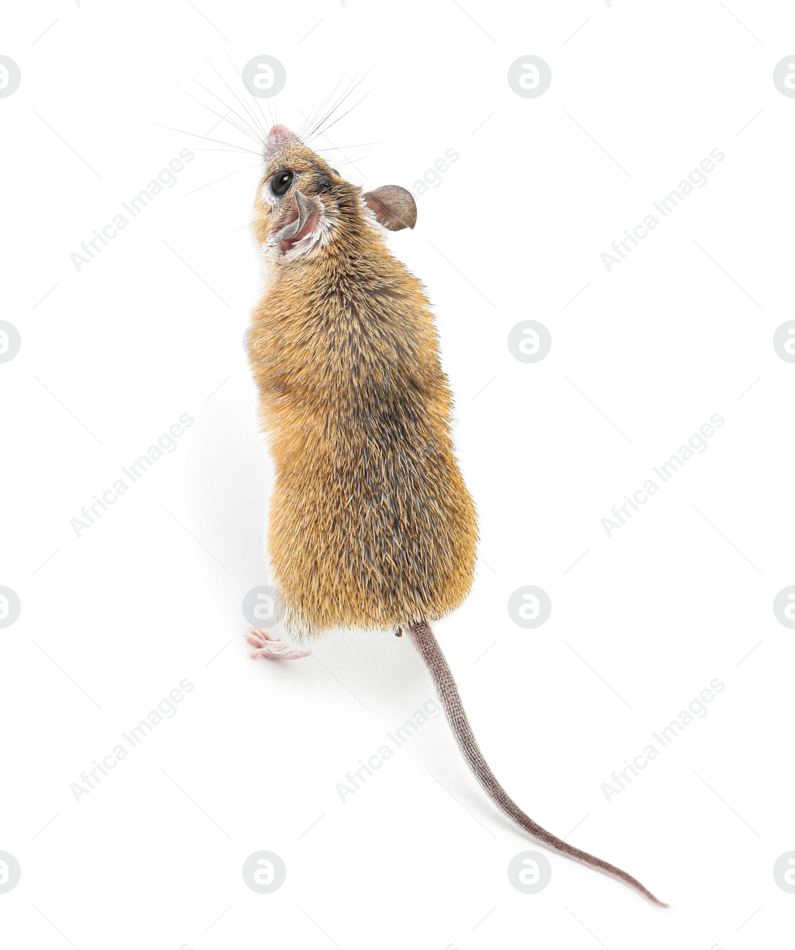 Photo of Small cute spiny mouse on white background