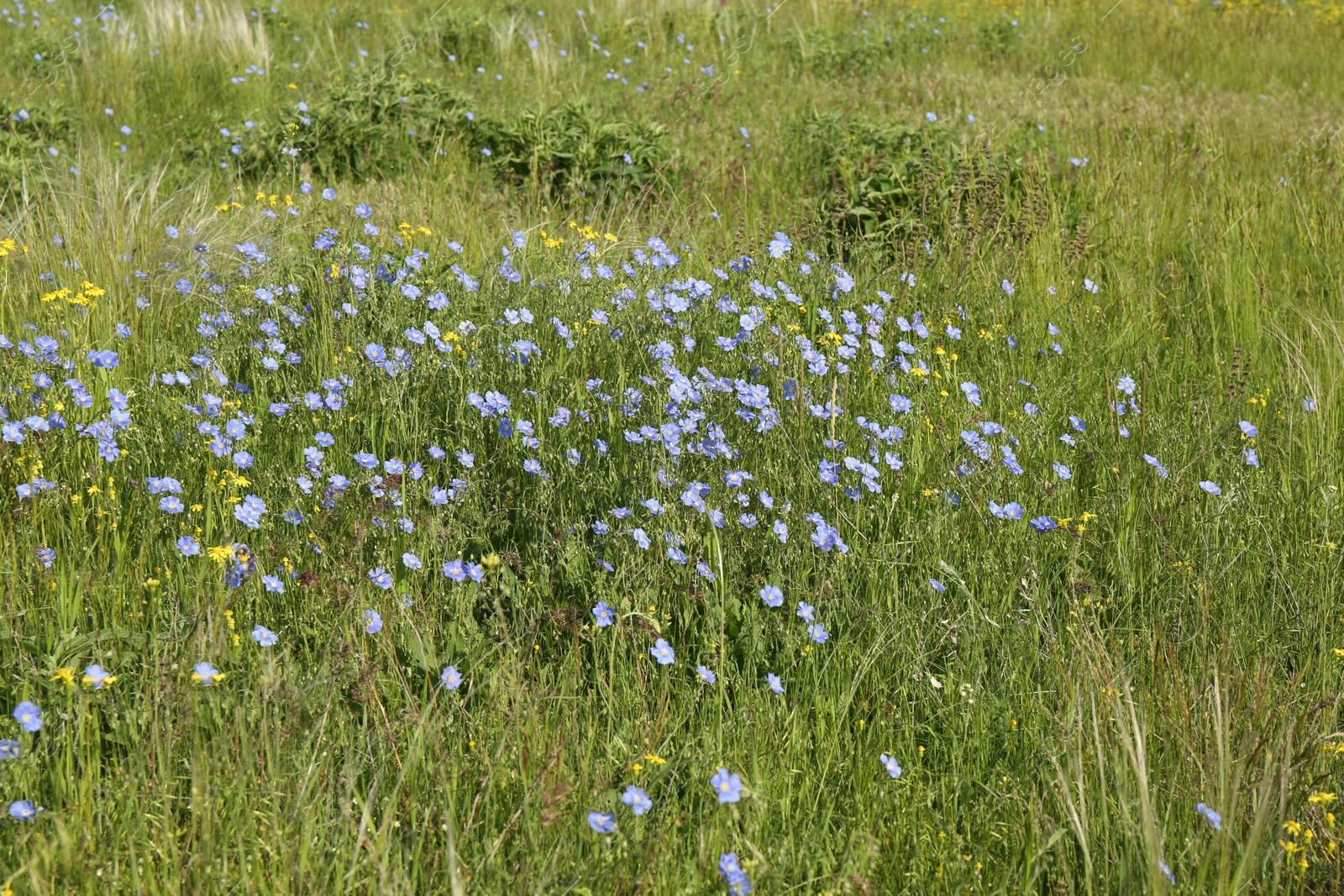 Photo of Beautiful flowers growing in meadow on sunny day