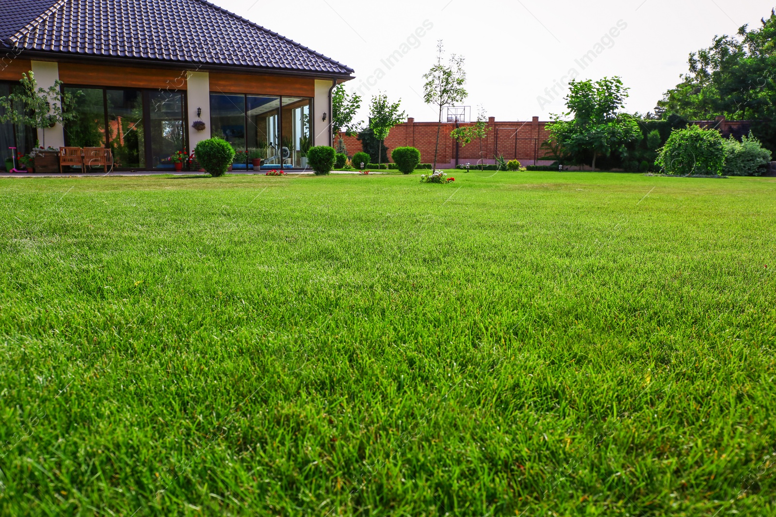 Photo of Backyard with lush green grass on sunny day, closeup. Gardening and landscaping