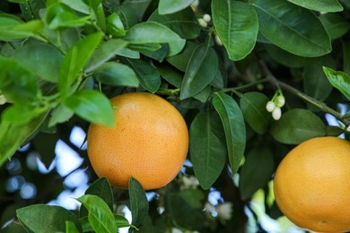 Photo of Ripening grapefruits growing on tree in garden