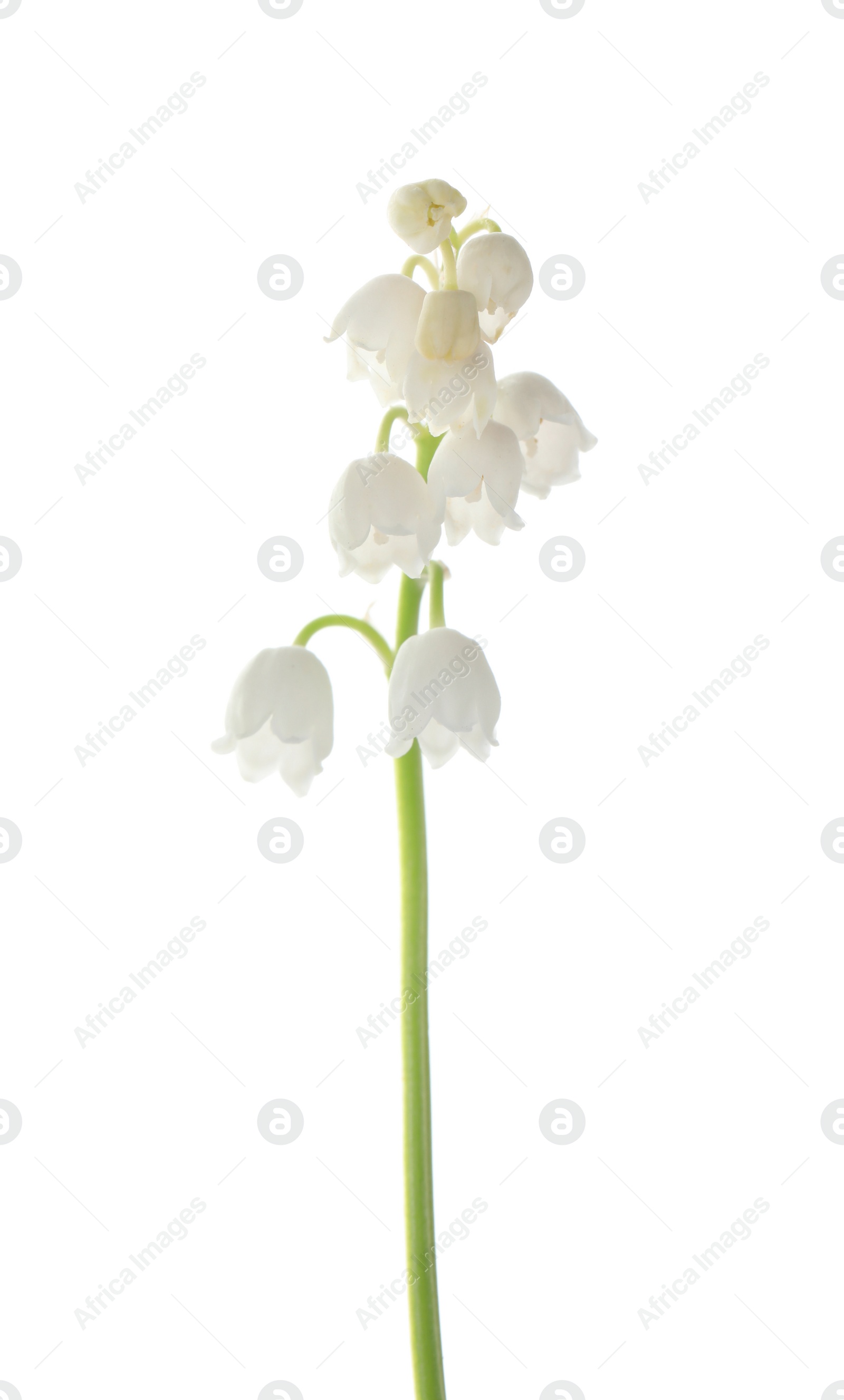 Photo of Beautiful lily of the valley isolated on white