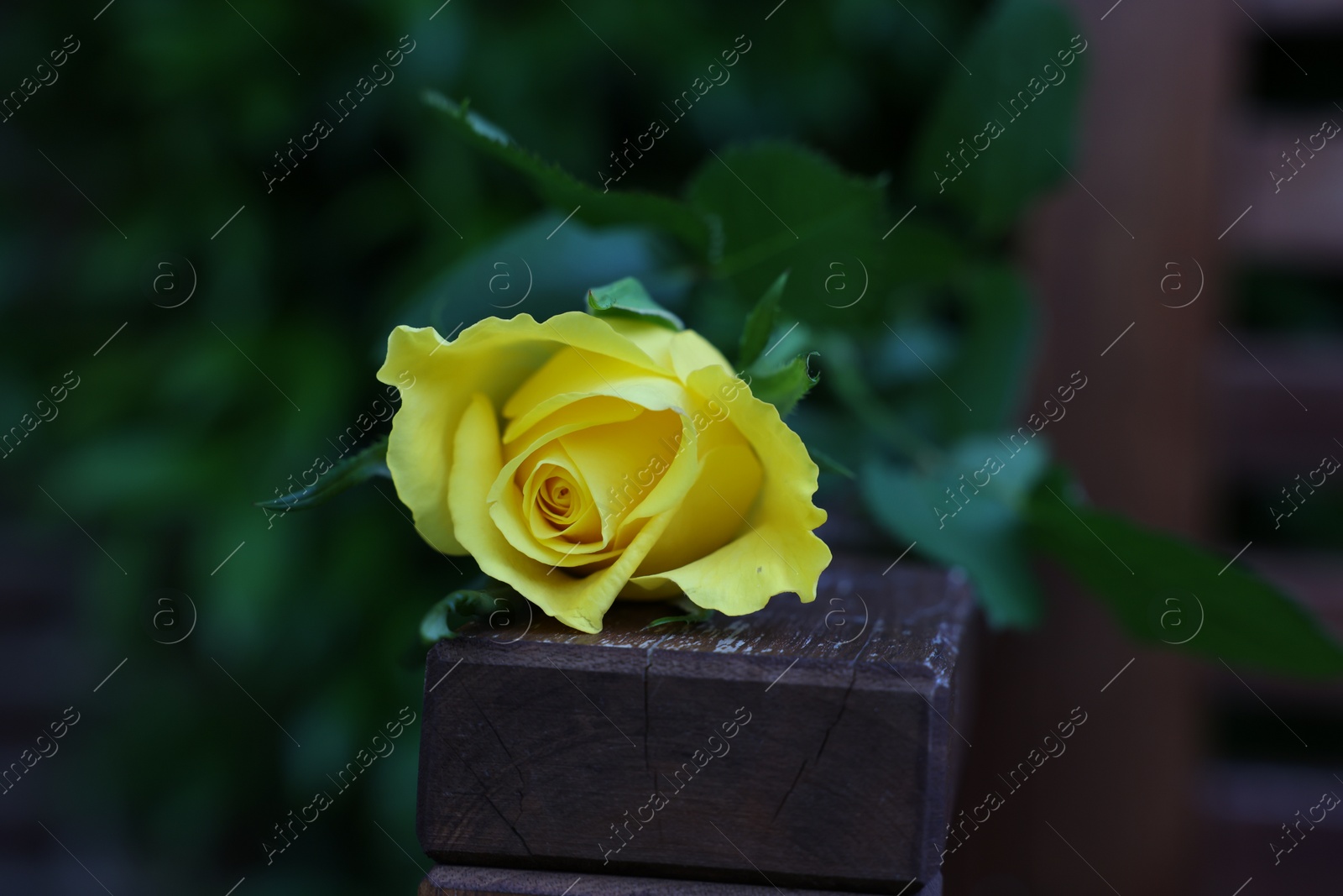 Photo of Beautiful yellow rose on wooden armrest outdoors, closeup