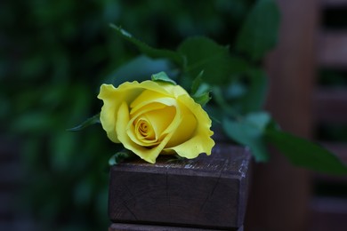 Beautiful yellow rose on wooden armrest outdoors, closeup