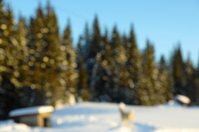Photo of Blurred view of snowy forest in winter