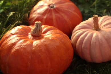 Photo of Whole ripe pumpkins among green grass outdoors, closeup