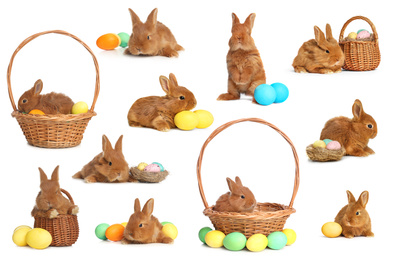 Image of Collage with adorable fluffy Easter bunnies on white background