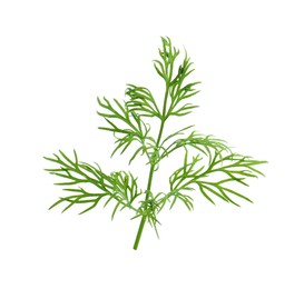 Photo of Sprig of fresh dill isolated on white
