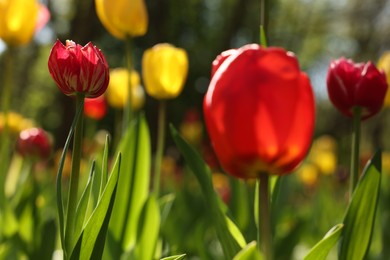 Photo of Beautiful bright tulips growing outdoors on sunny day, closeup