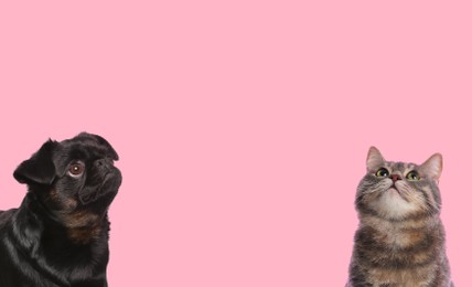 Image of Cute dog and cat on pink background, space for text. Lovely pets