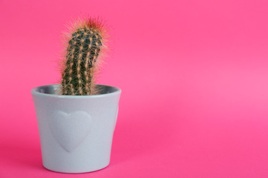 Photo of Potted cactus on pink background, space for text