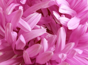 Photo of Beautiful aster flower as background, closeup view