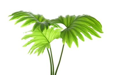 Photo of Tropical philodendron leaves isolated on white