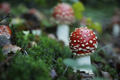 Photo of Fresh wild mushrooms growing in forest, closeup. Space for text