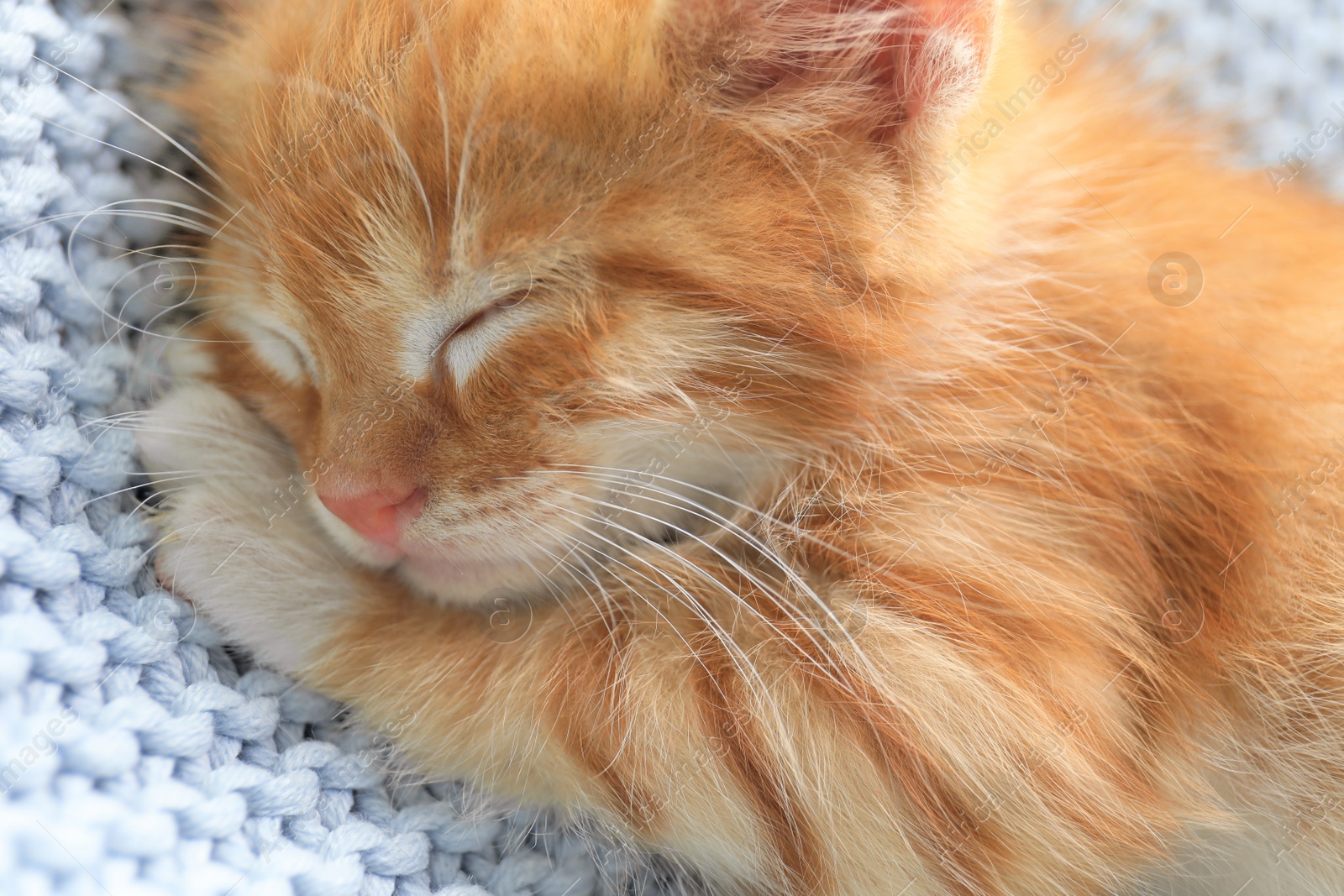 Photo of Sleeping cute little red kitten on light blue blanket, closeup view