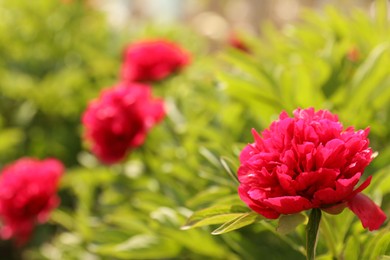 Photo of Beautiful red peony outdoors on spring day, closeup