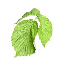 Photo of Fresh green blackberry leaves isolated on white