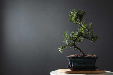 Photo of Japanese bonsai plant on table, space for text. Creating zen atmosphere at home
