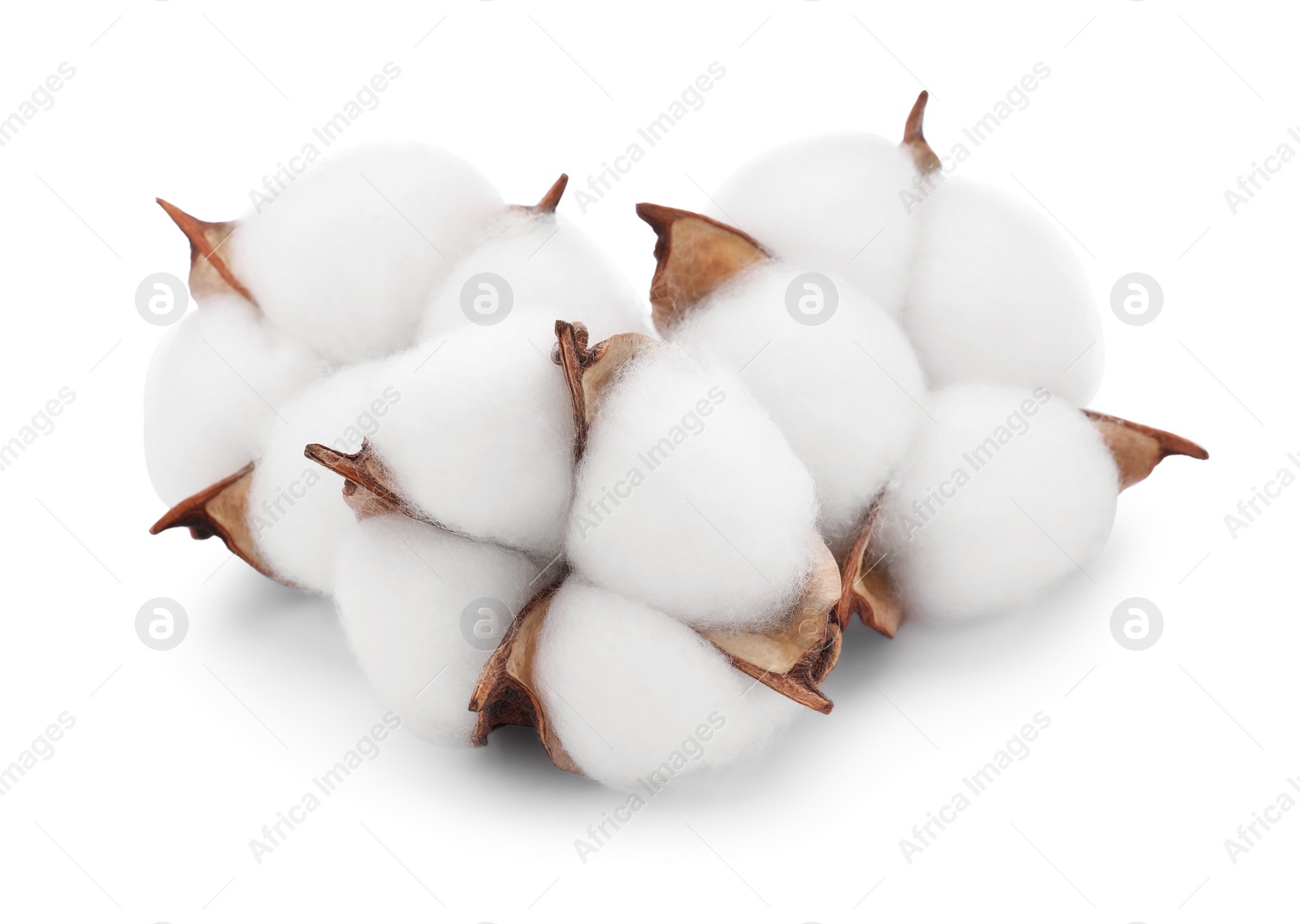 Beautiful fluffy cotton flowers isolated on white Photo of Beautiful fluffy cotton flowers isolated on white